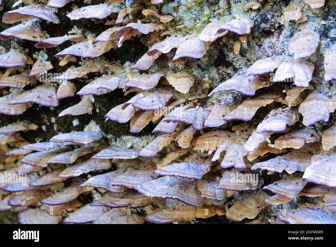 wood decay fungus growing on old stump, textural view Stock Photo