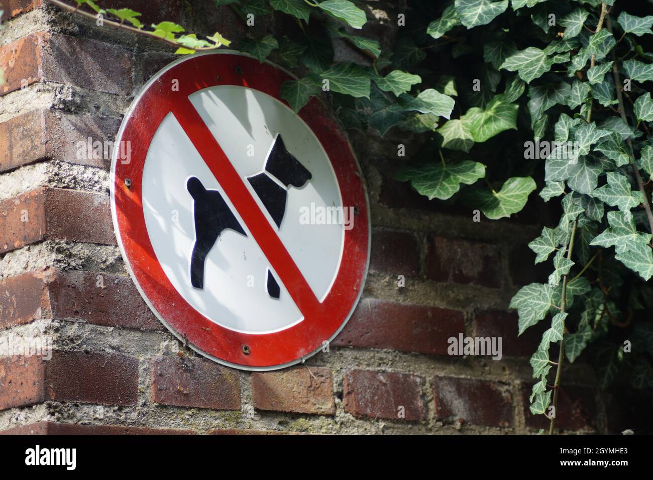 No dogs allowed Stock Photo