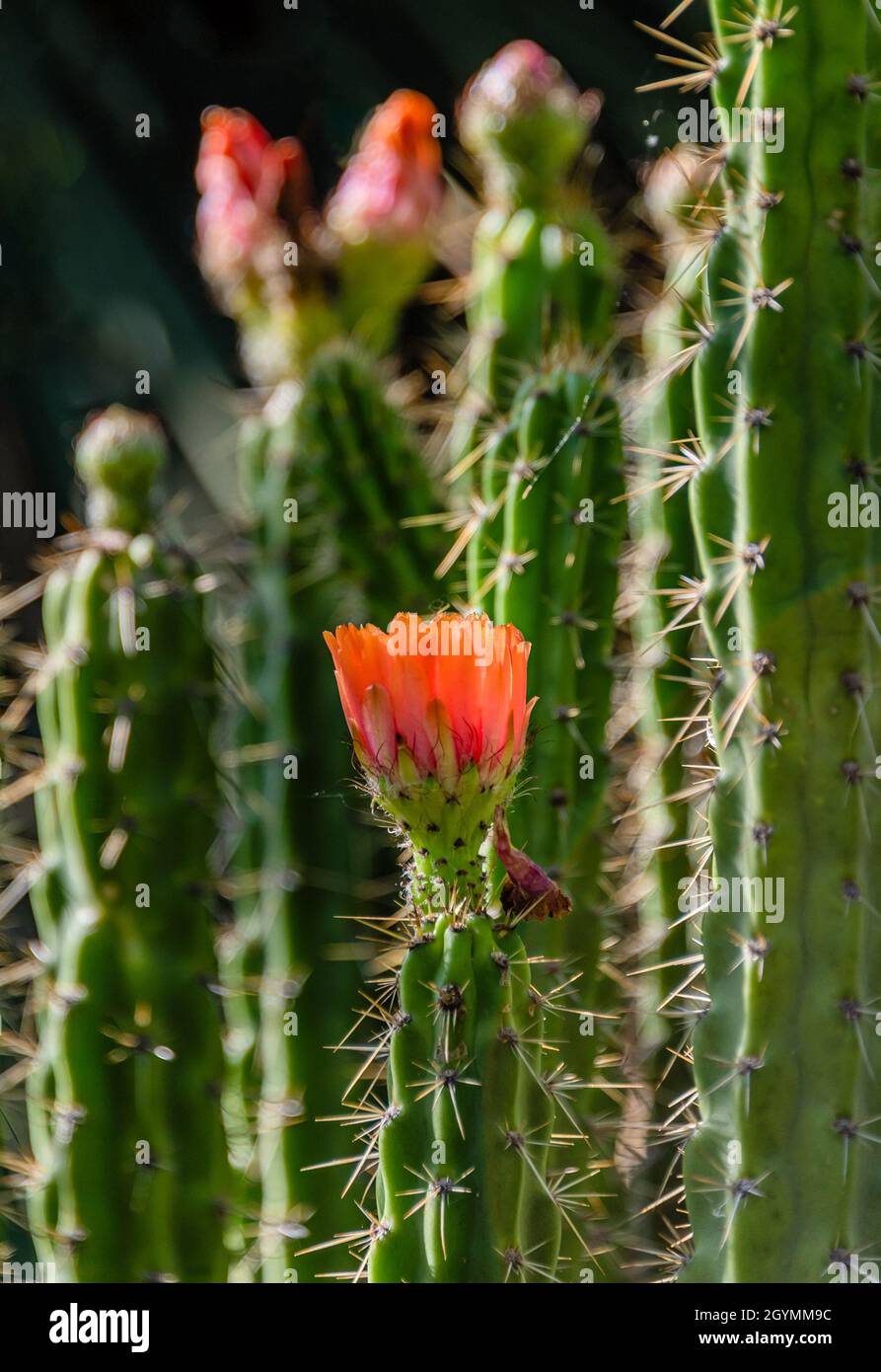 Corryocactus melanotrichus cactus in bloom Stock Photo