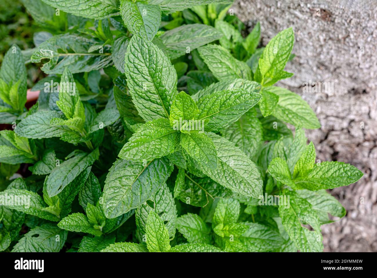 Mentha Species Nemorosa Plant Closeup Stock Photo