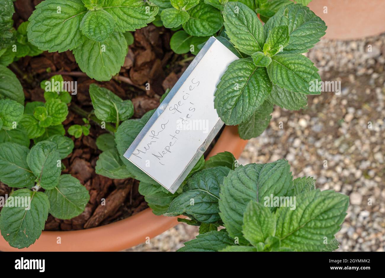 Mentha Species Nepetoides Plant Closeup Stock Photo