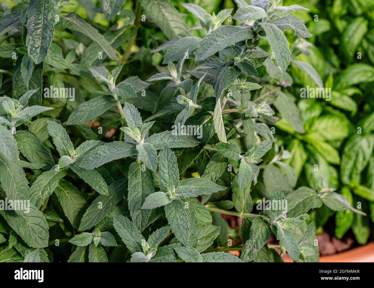Mentha Species tomentosa Plant Closeup Stock Photo
