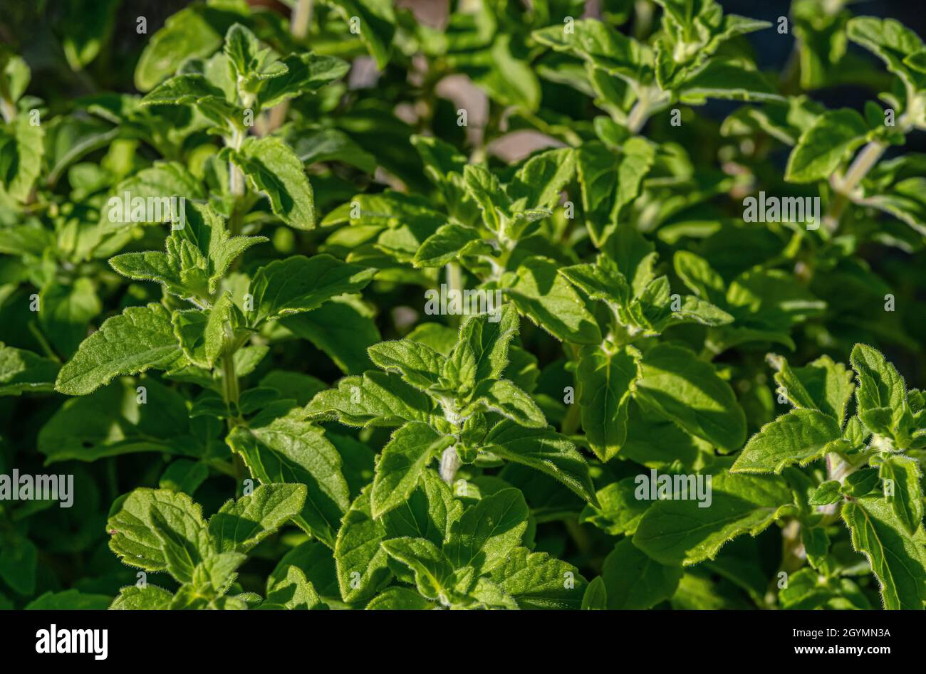 Calamintha nepeta hadrian plant Stock Photo