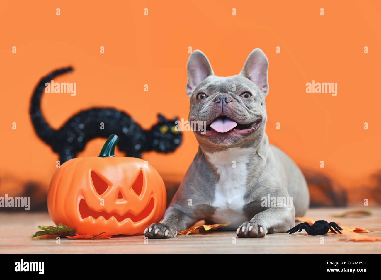Orange bulldog pumpkin online