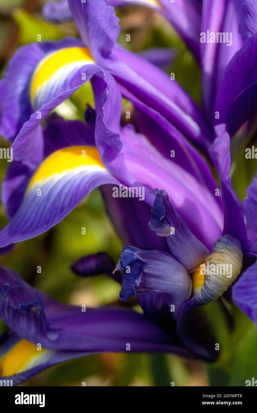 Close up Iris petals in an urban garden, natural plant portrait Stock ...