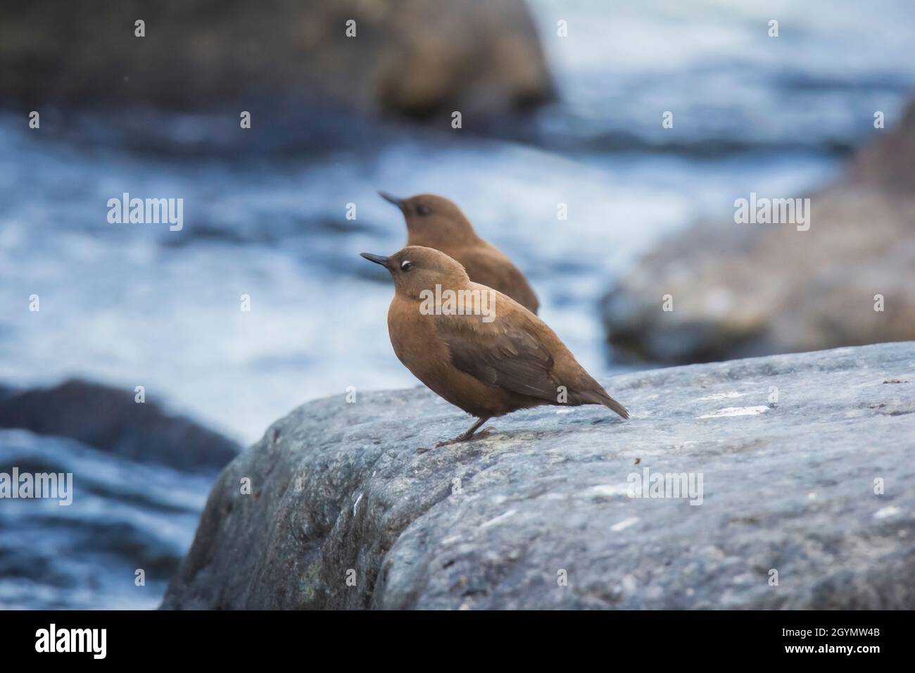 Brown Dipper, Bird, Water Bird, Cinclus pallasii, Chafi, Uttarakhand