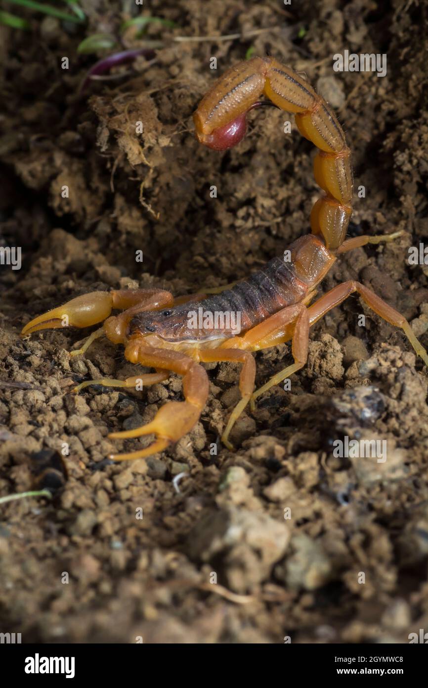 Hottentotta tamulus, Satara, Maharashtra, India Stock Photo