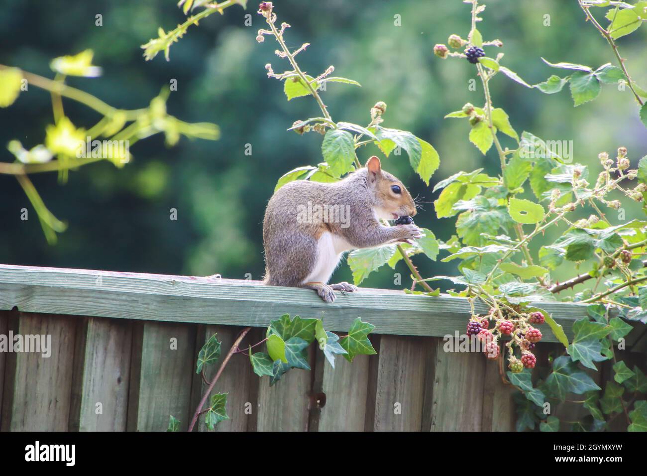 A grey squirrel perches on a garden fence eating a blackberry plucked from a nearby bramble. Stock Photo