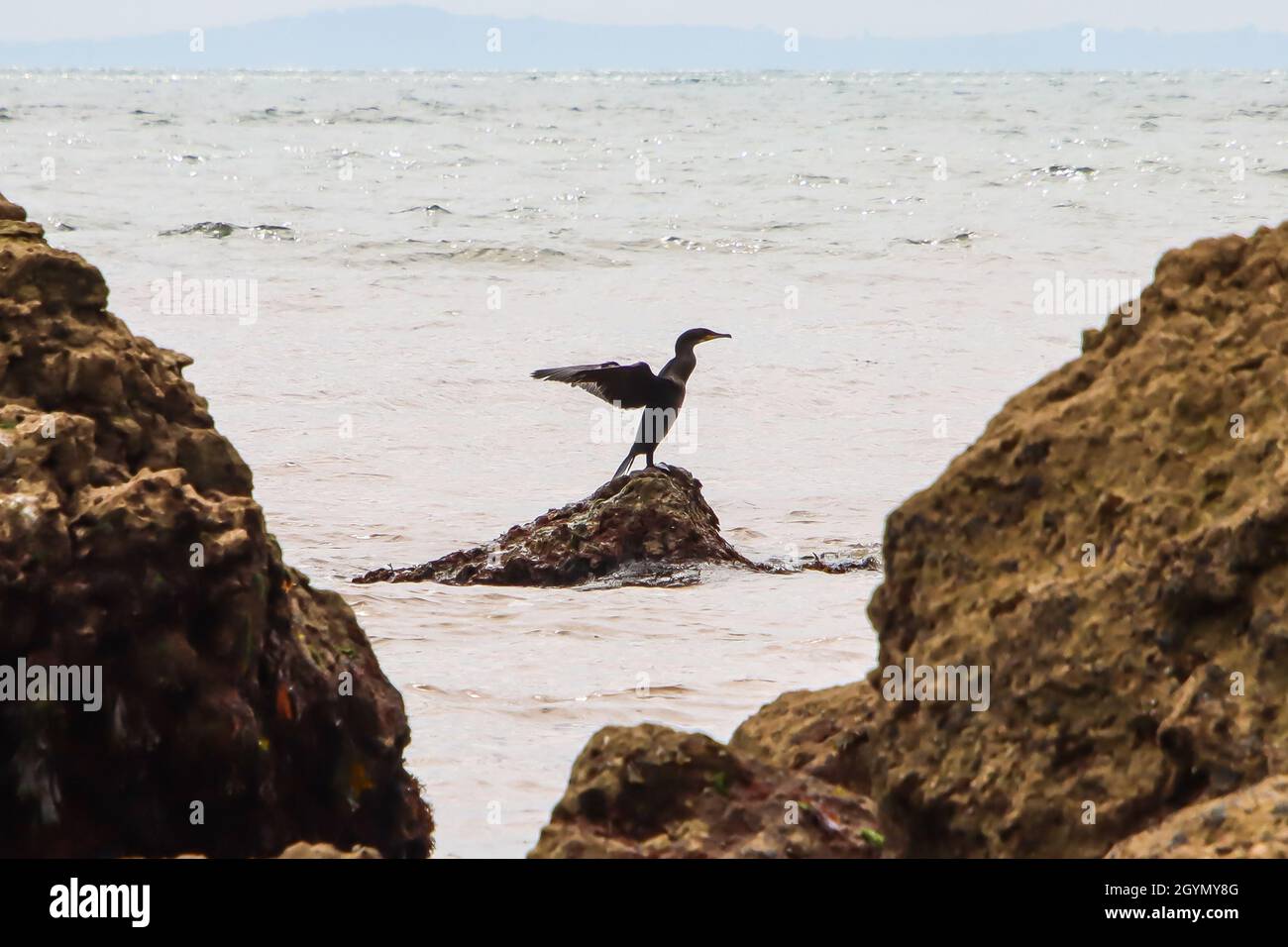 A cormorant flexes its wings while perched on a rock on the Devon coast. Stock Photo