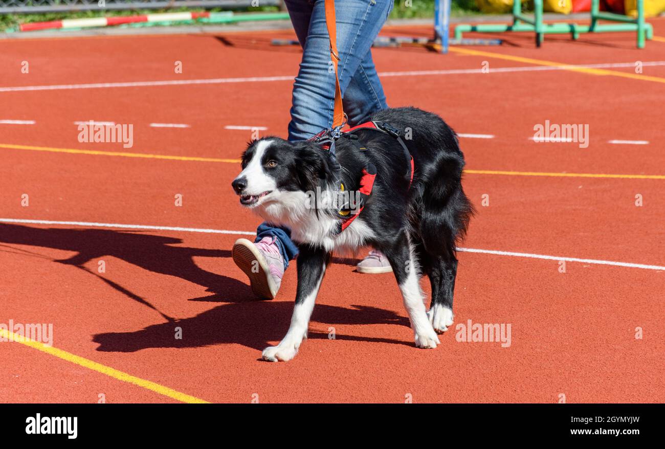 are collies good service dogs