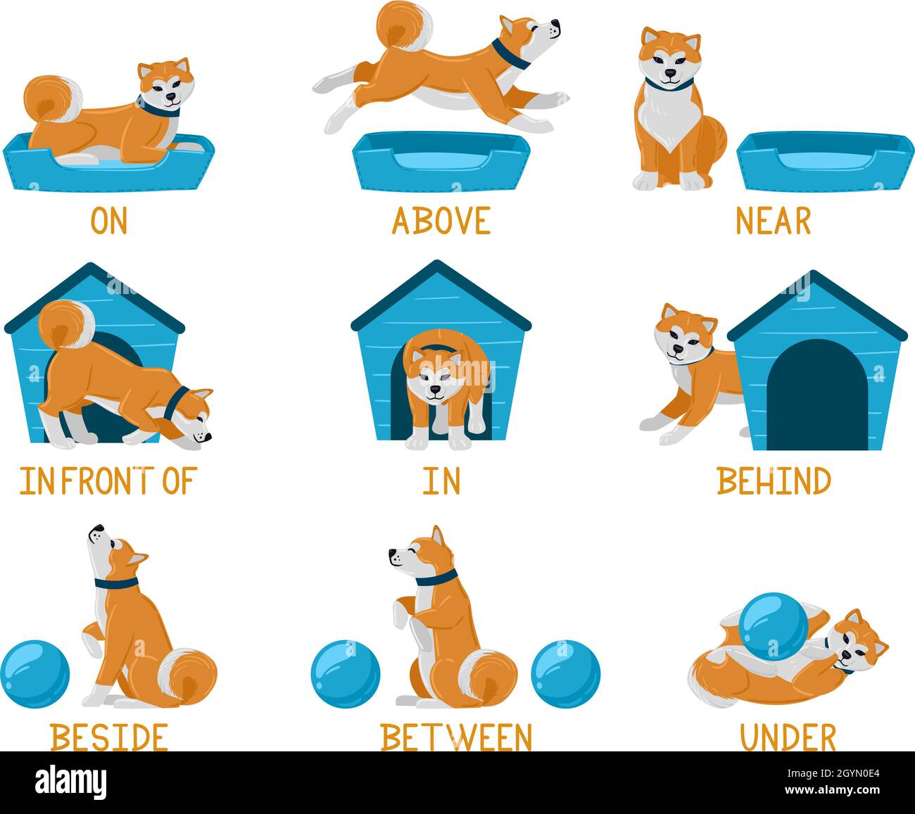 Learning english prepositions with cute cartoon puppy dog. Cute akita dog  above, behind, under, near dog bed or dog house illustration set. English  Stock Vector Image & Art - Alamy