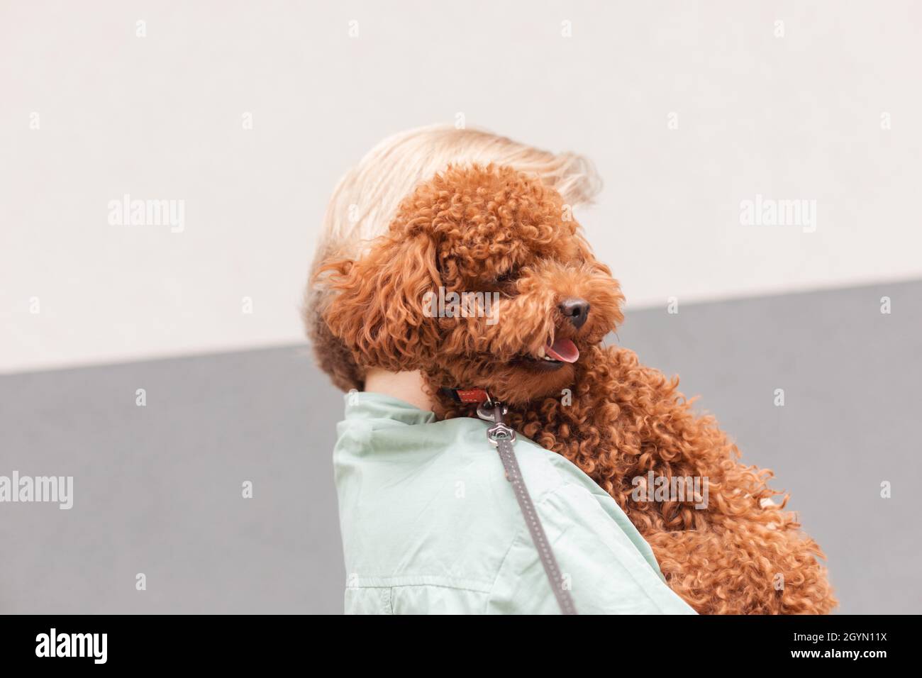 Blonde toy outlet poodle