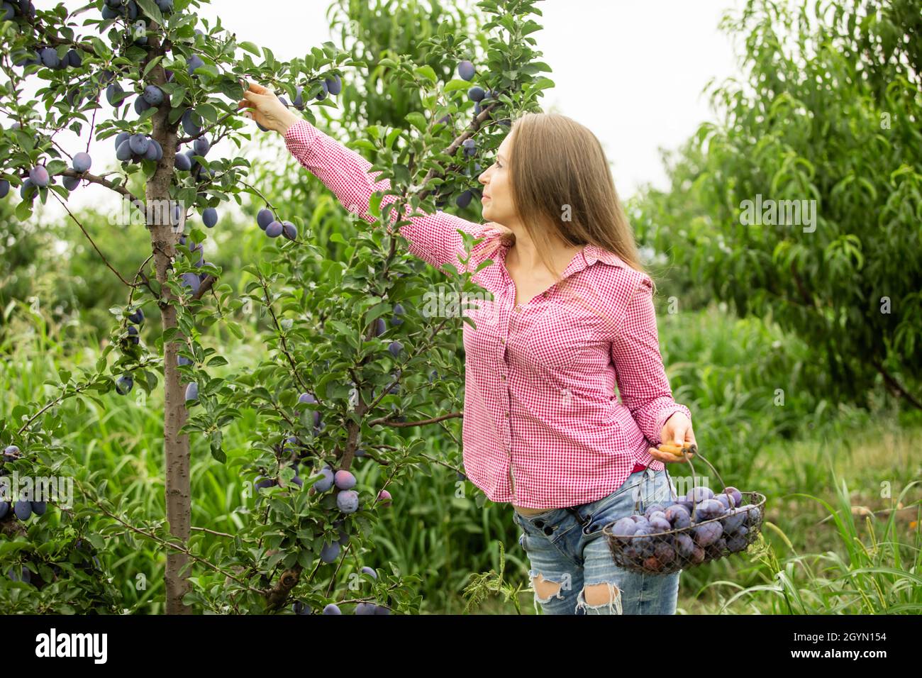 Smiling woman with basket of apricots in the garden Stock Photo - Alamy