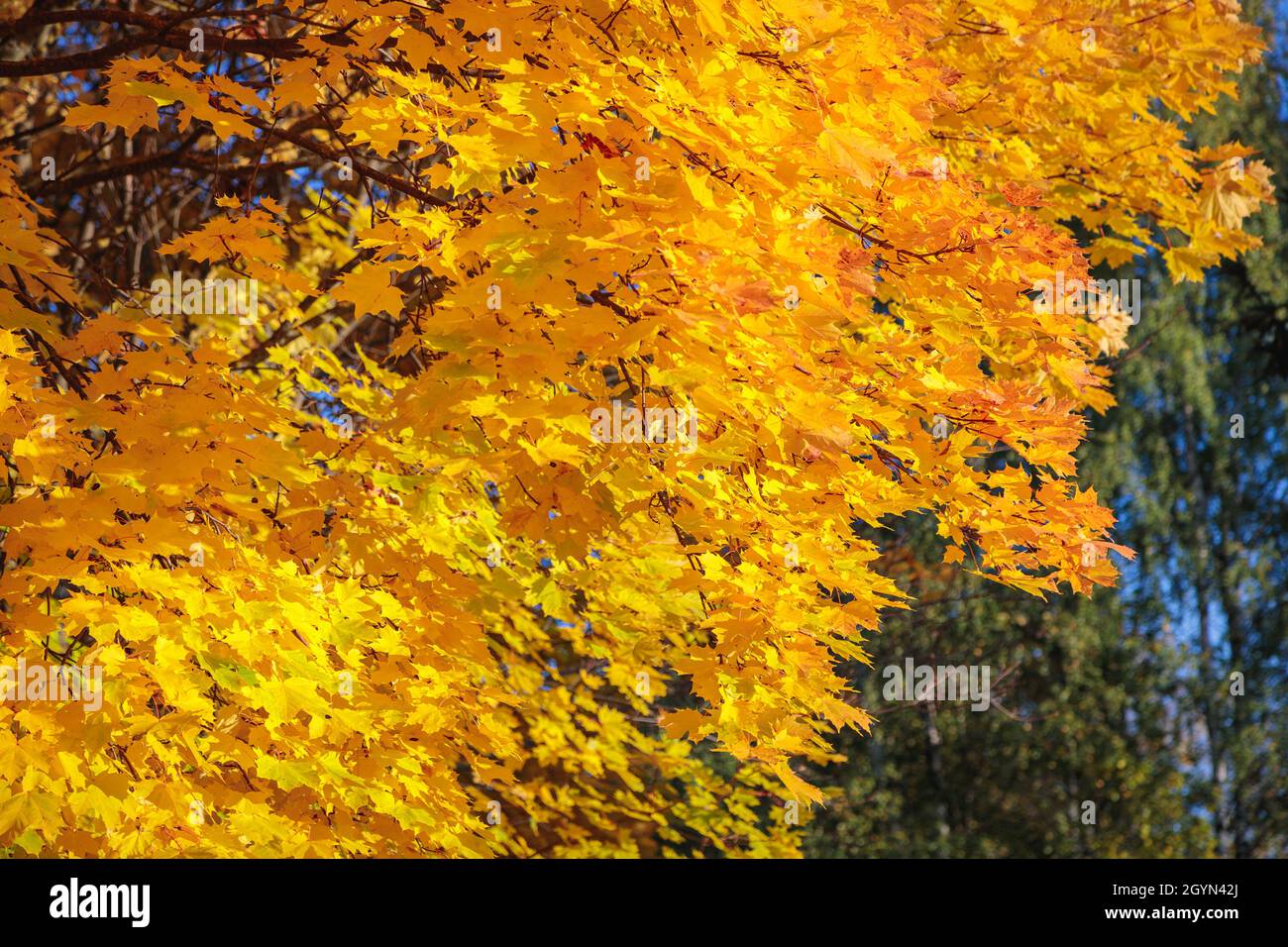 Maples with yellow leaves in the autumn park. The season is autumn ...