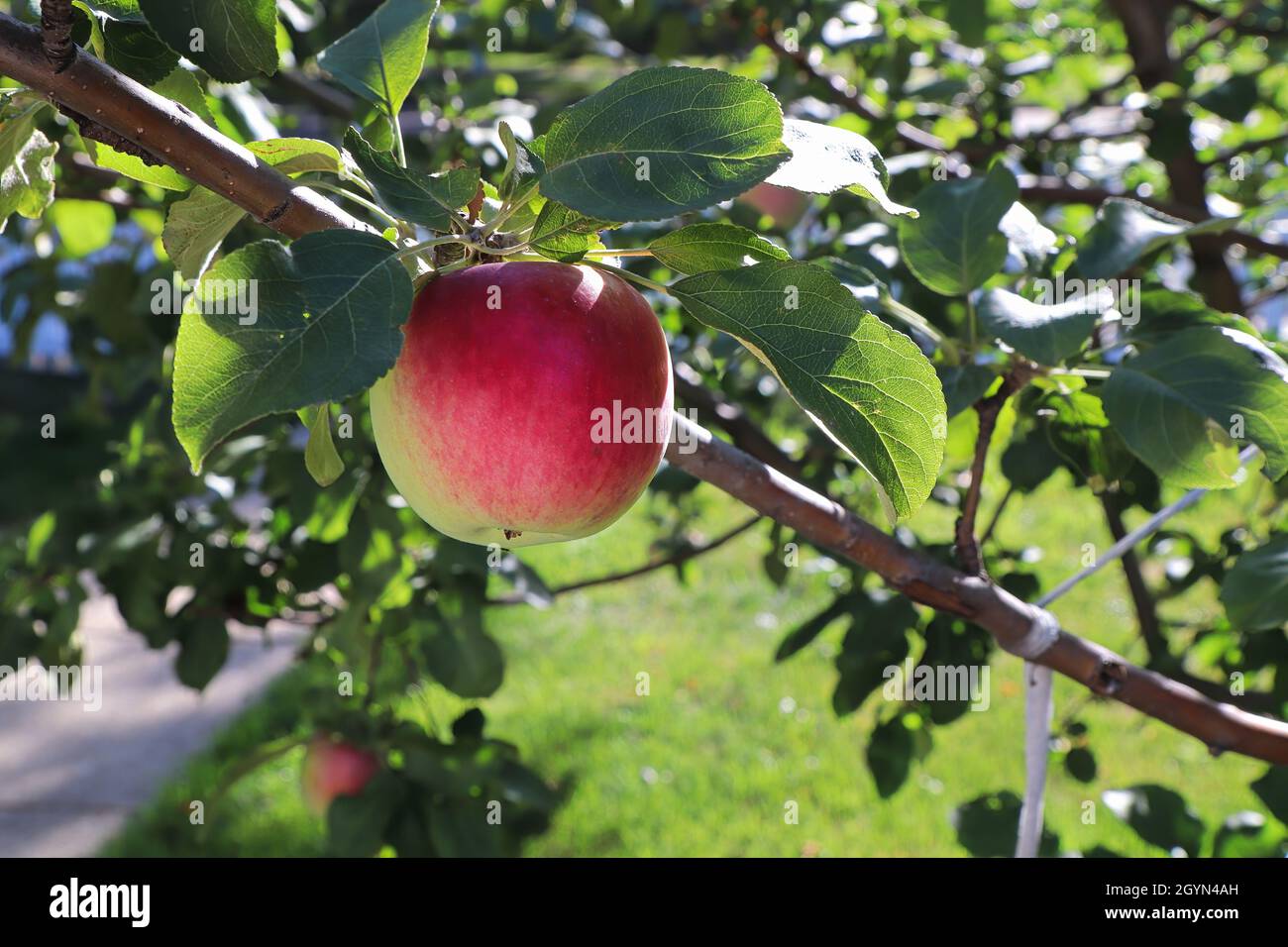 A ripe red and green apple hanging on a tree Stock Photo - Alamy