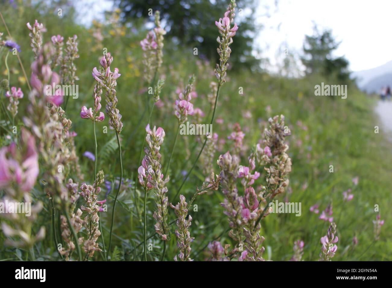 Closeup of common sainfoin flowers blooming in the meadow Stock Photo