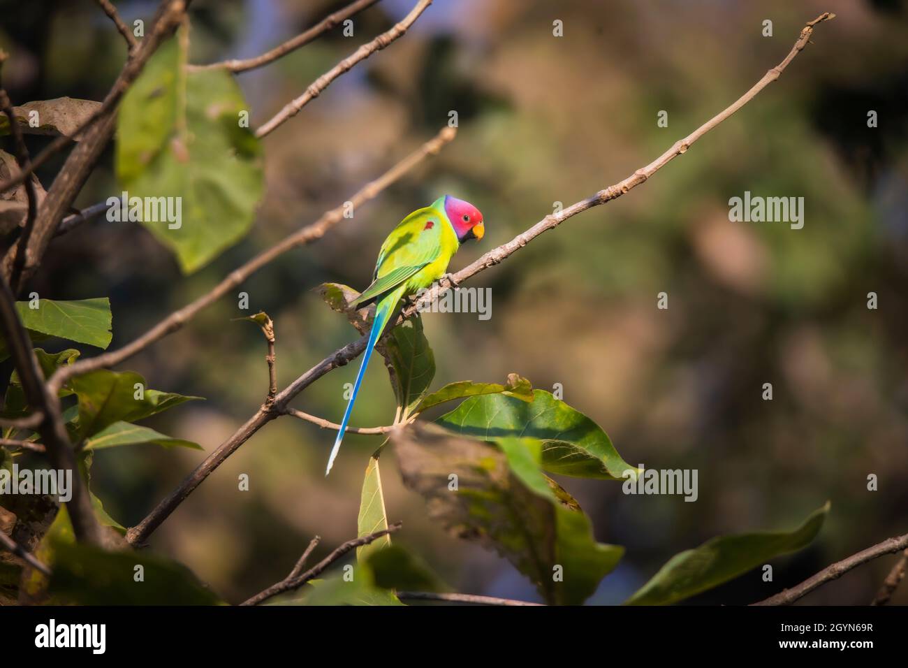 Plum-headed Parakeet, Psittacula cyanocephala, Parrot, bird, Parakeet, Panna Tiger Reserve, Madhya Pradesh, India Stock Photo