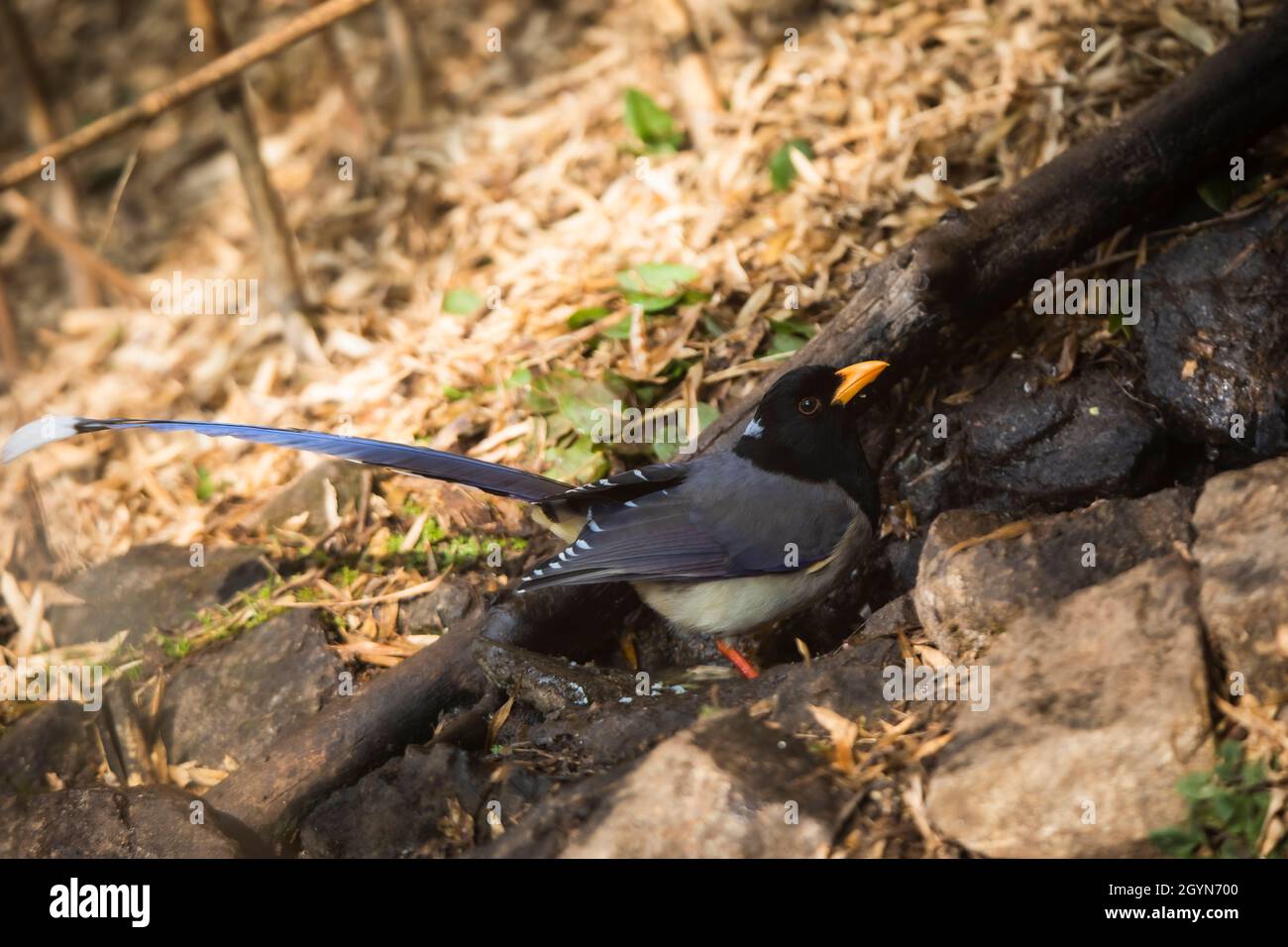 yellow-billed blue magpie, Urocissa flavirostris, Pune Stock Photo
