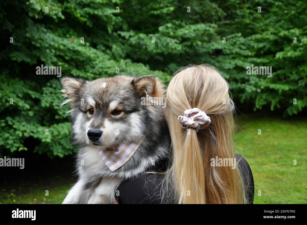 Portrait of a young Finnish Lapphund dog and a millennial woman wearing matching bandana and scrunchie Stock Photo