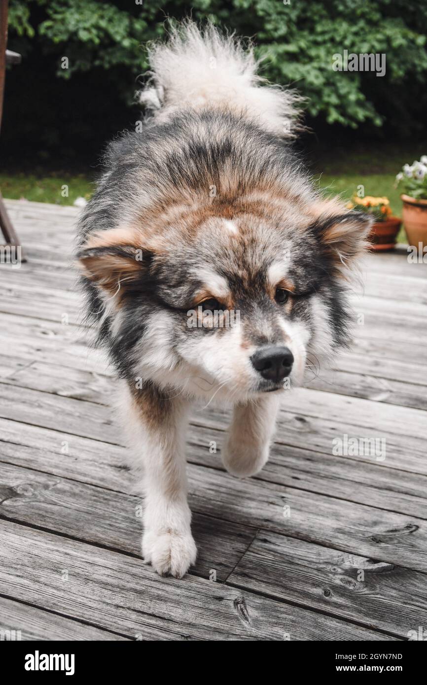 Portrait of a young Finnish Lapphund dog stretching Stock Photo - Alamy
