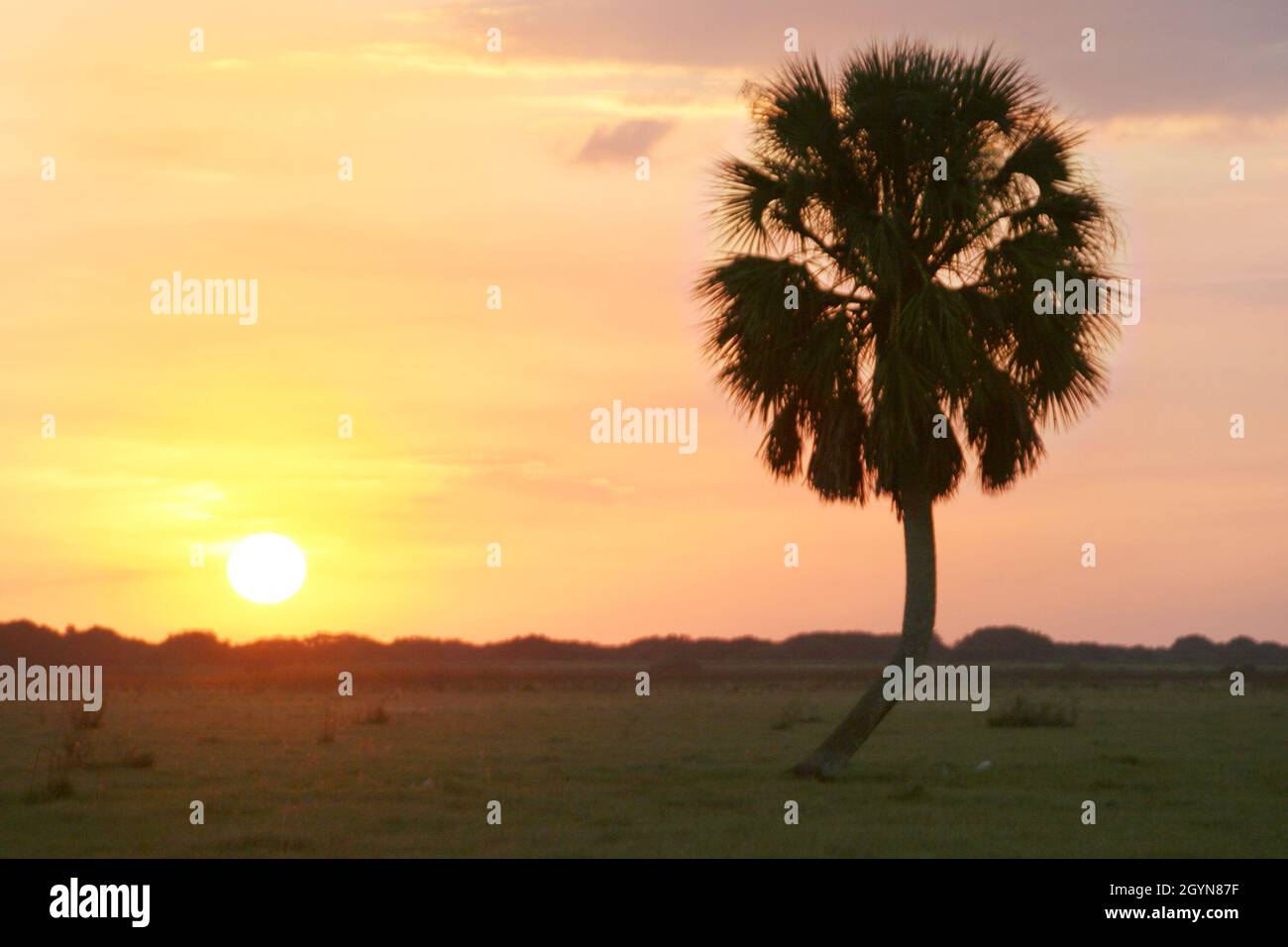 Florida Okeechobee County,sabal palmetto palm tree,sunset scenic scenery nature natural along US 98 Stock Photo