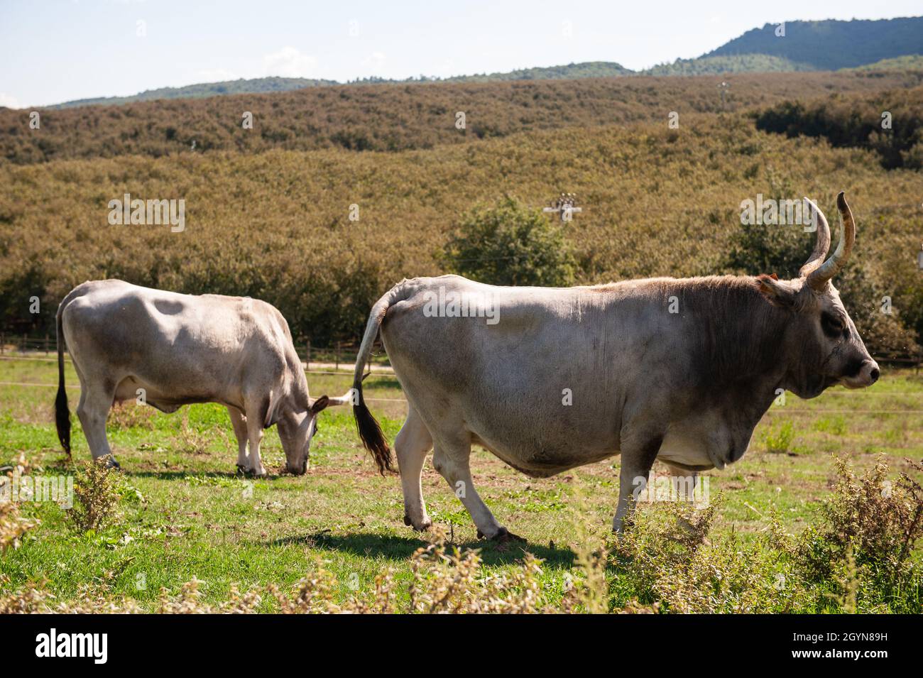 Sutri, Viterbo, Italy 30/09/2021: Country Farm. © Andrea Sabbadini Stock Photo