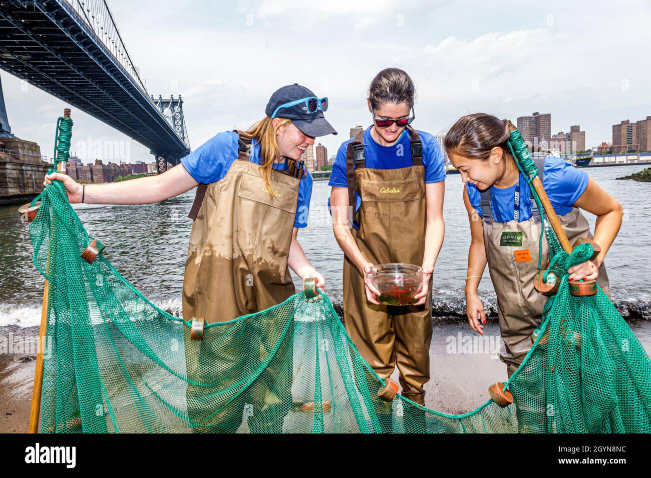New York City,East River Brooklyn Bridge Park Conservancy,using seine net collecting samples,Asian girl teen student wading overalls naturalists Stock Photo