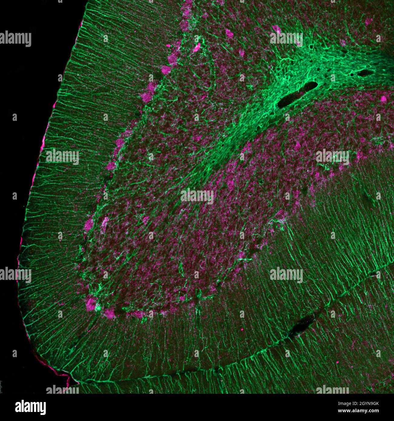Sagittal section of mouse cerebellum labelled with immunofluorescence and visualized with confocal laser scanning microscopy. Large Purkinje cells and Stock Photo