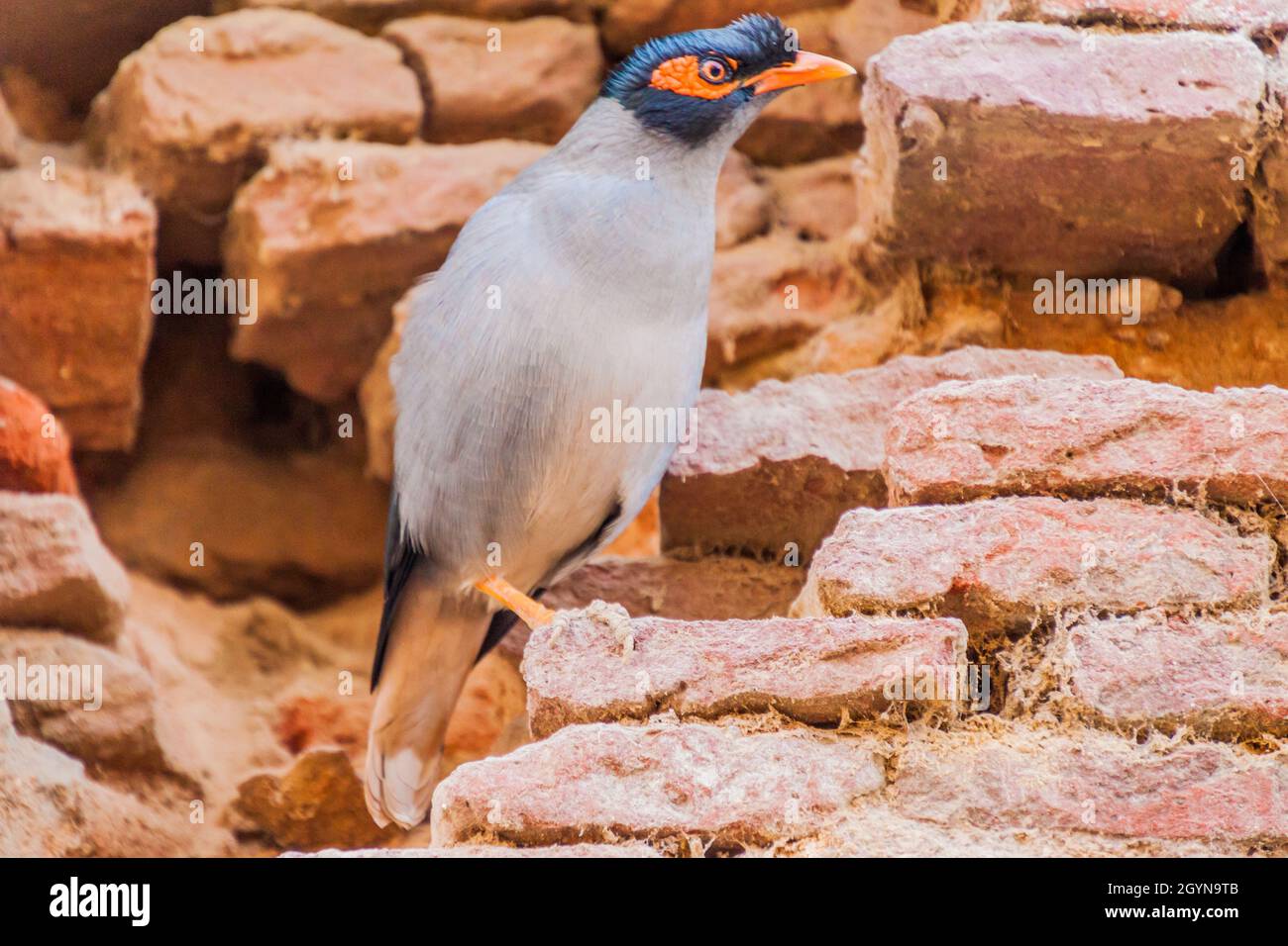 Bank myna (Acridotheres ginginianus) in Vrindavan, Uttar Pradesh state, India Stock Photo