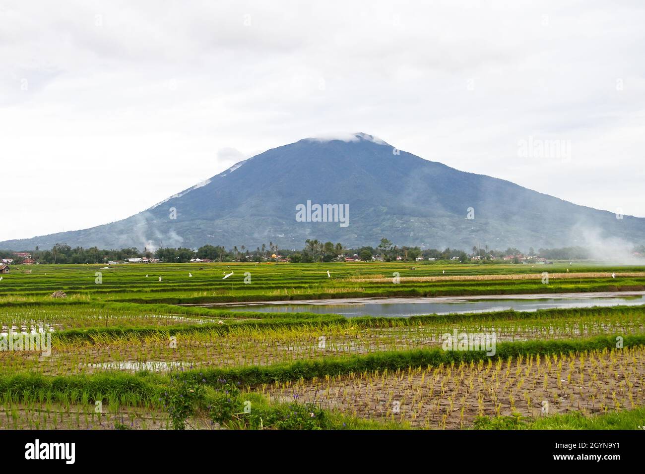 View of Mount Singgalang or Gunung Singgalang with rice fields in the foreground near the town of Bukittinggi, West Sumatra, Indonesia. Stock Photo