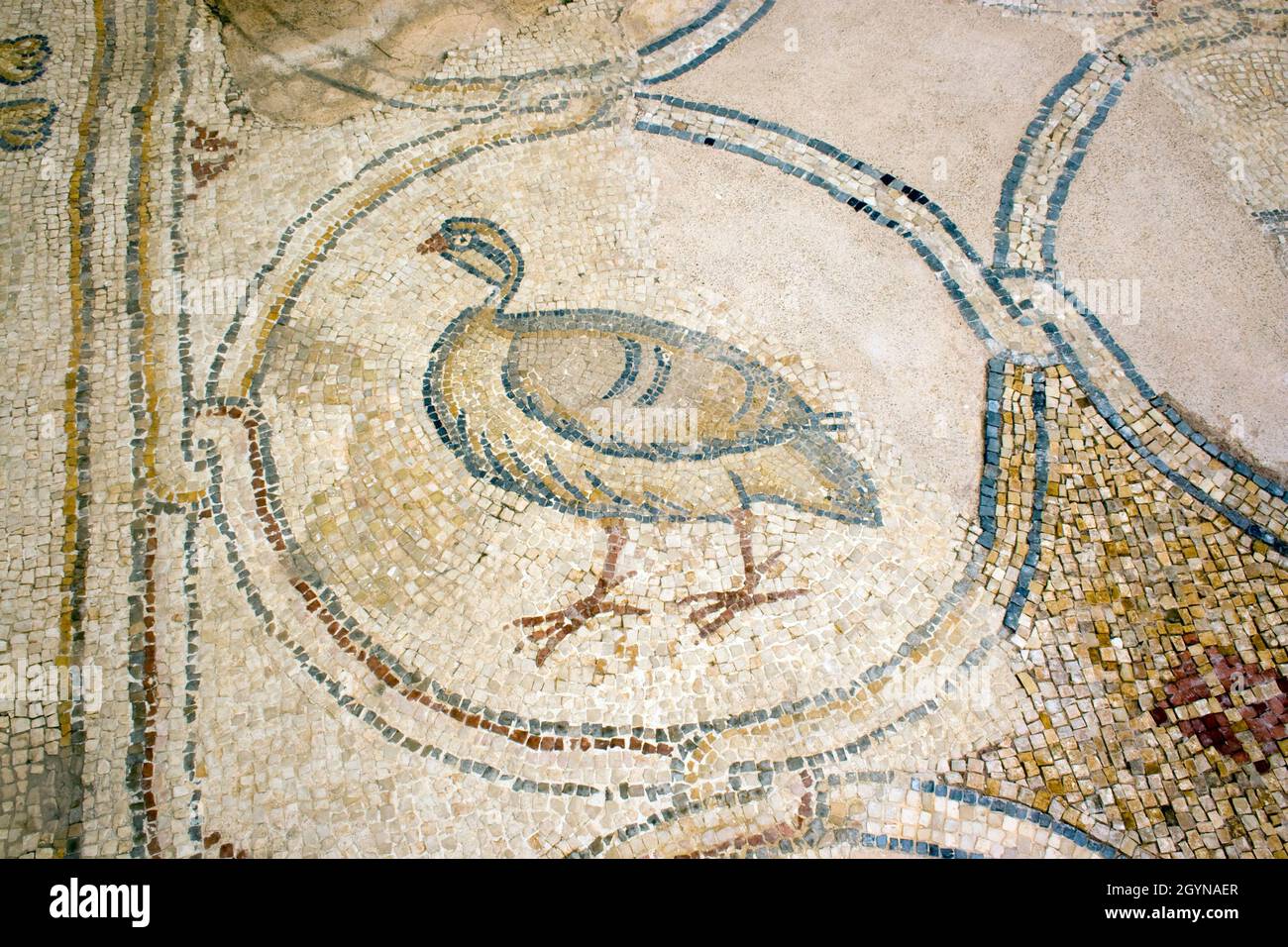 Chukar partridge in Mosaic  Birds Mosaic is a Byzantine mosaic floor discovered in Caesarea, Israel. Caesarea Maritima also known as Caesarea Palestin Stock Photo