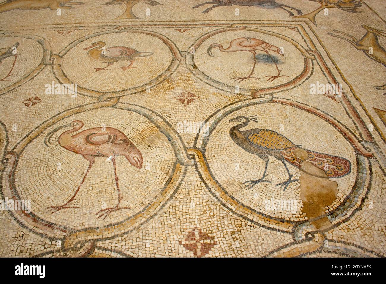 Birds Mosaic is a Byzantine mosaic floor discovered in Caesarea, Israel. Caesarea Maritima also known as Caesarea Palestinae Stock Photo
