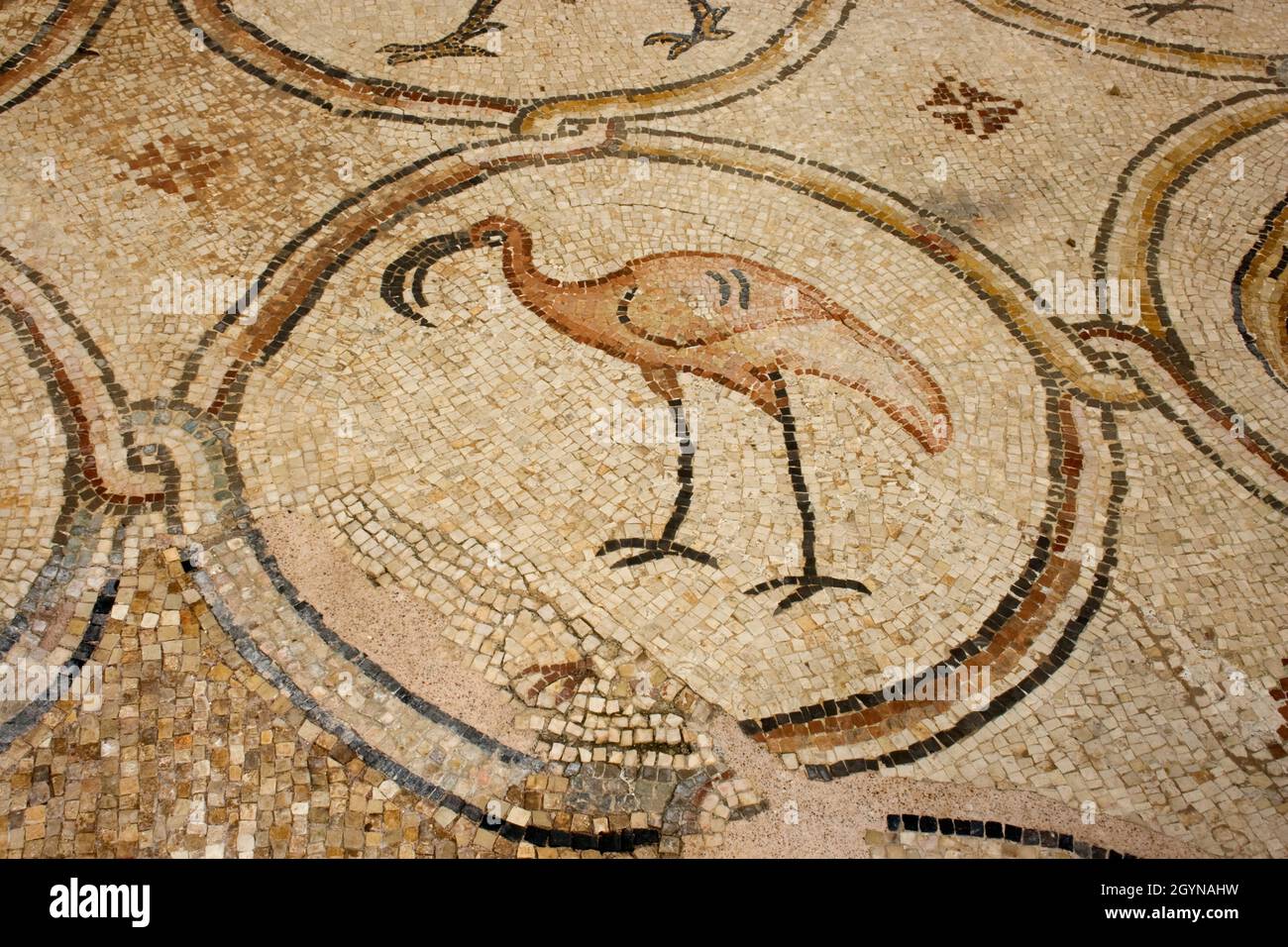 Mosaic of ibis  Birds Mosaic is a Byzantine mosaic floor discovered in Caesarea, Israel. Caesarea Maritima also known as Caesarea Palestinae Stock Photo