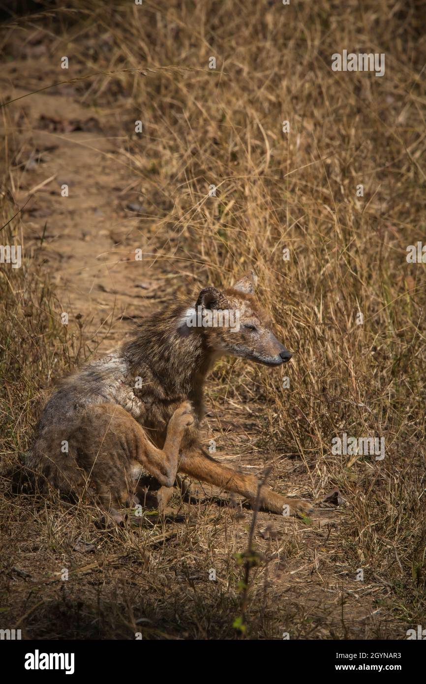 Jackal, Canis aureus, Pench Tiger Reserve, Maharashtra, India Stock Photo