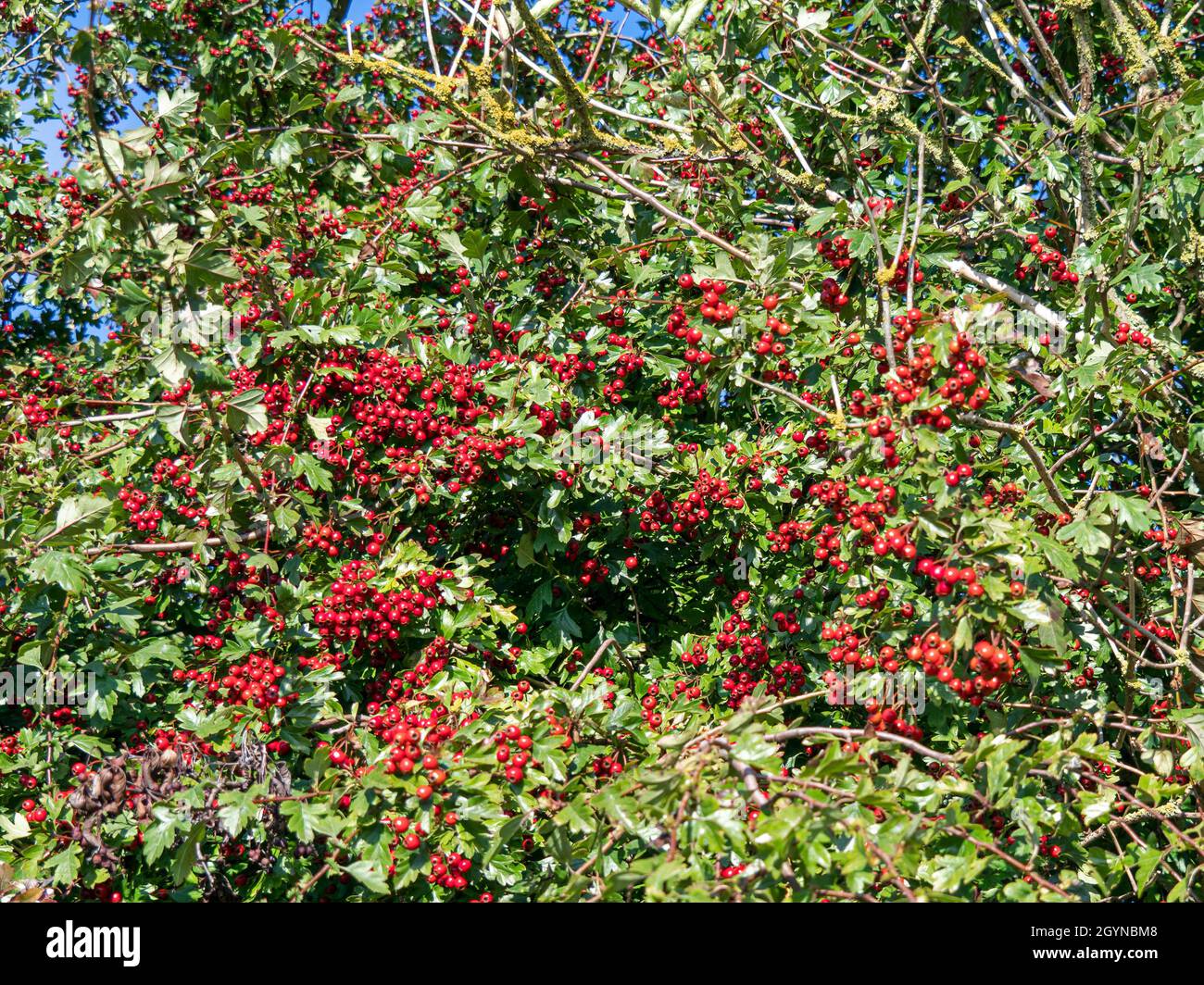 Abundant red berries on a hawthorn tree Stock Photo