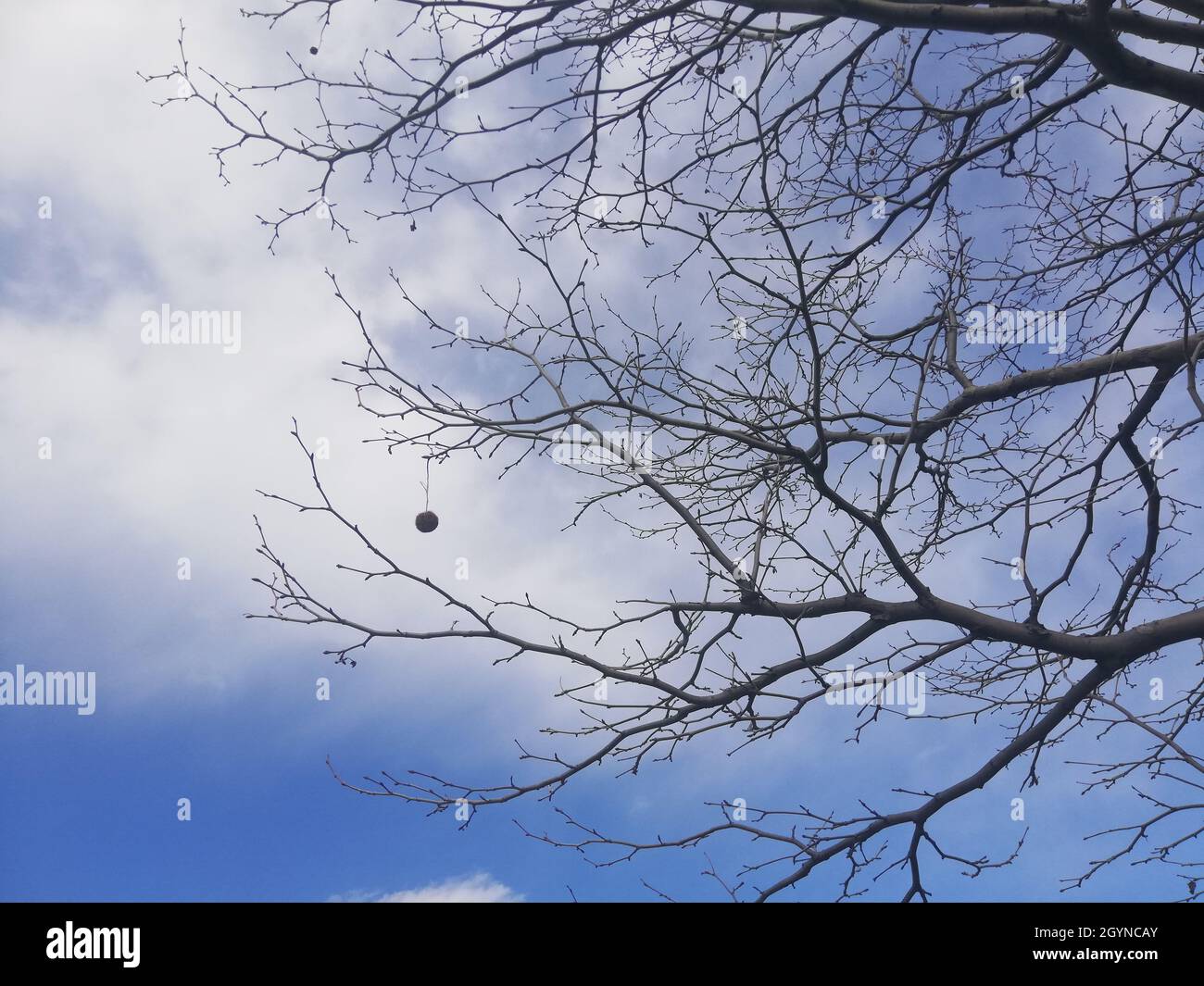 Low angle shot of branches of the tree with blue sky Stock Photo - Alamy