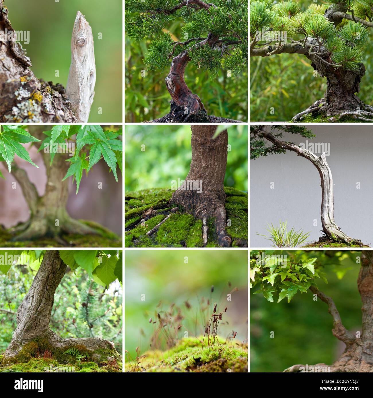 Collage with various bonsai trees Stock Photo