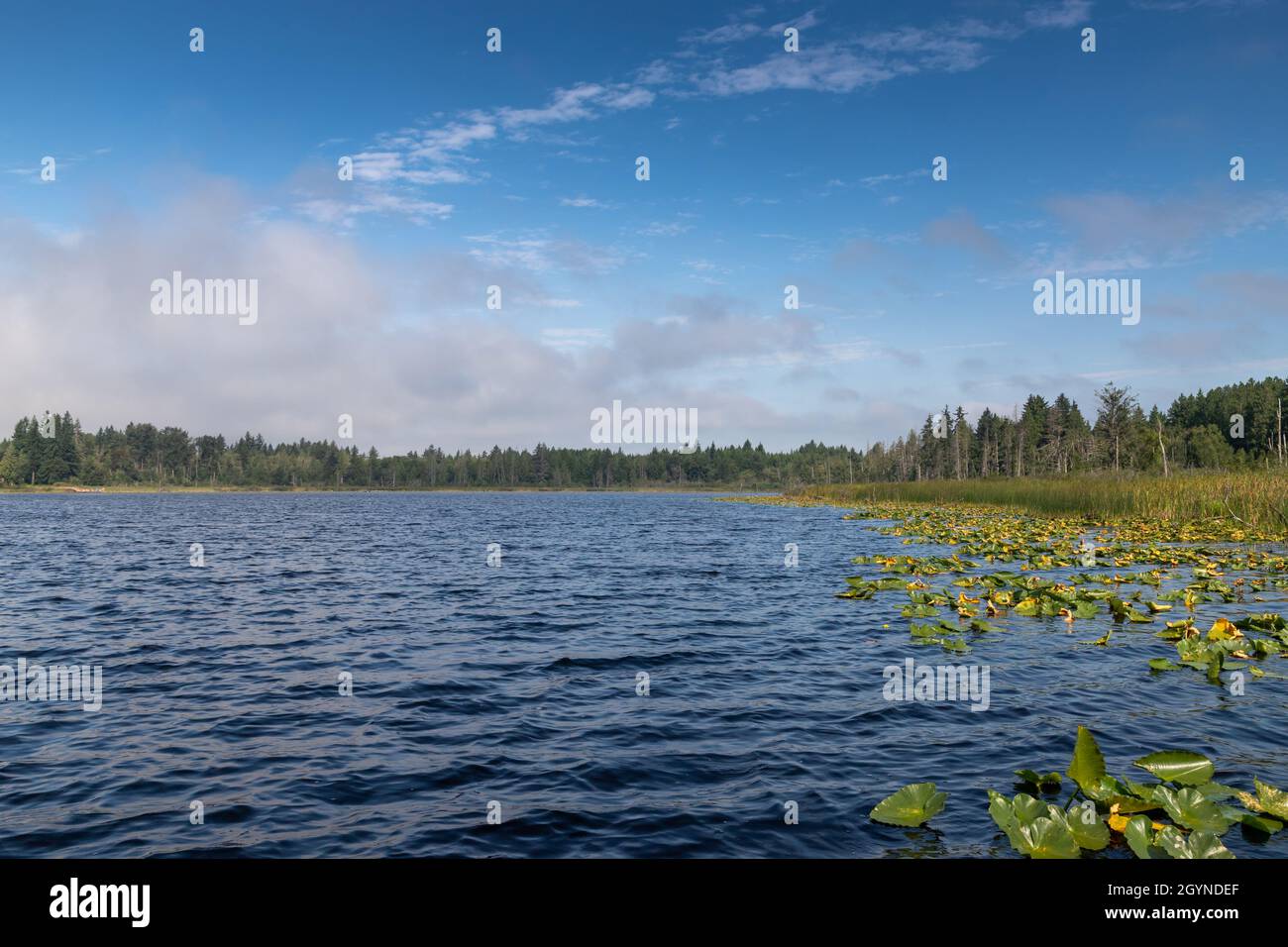 Lake Cassidy, Washington, Shoreline as the fog clears on a Sunny Summer