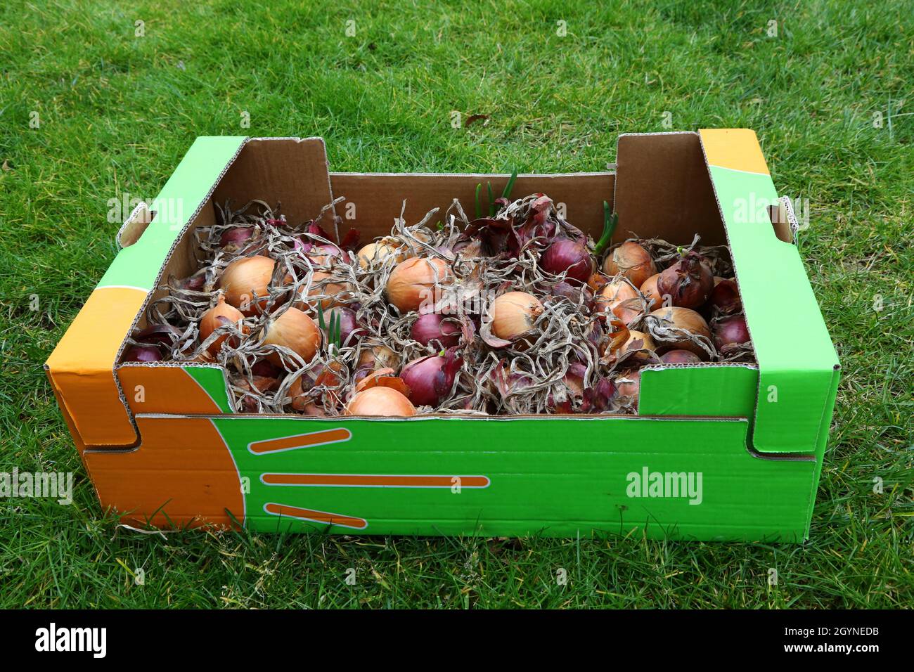 Box pink onions hi-res stock photography and images - Alamy