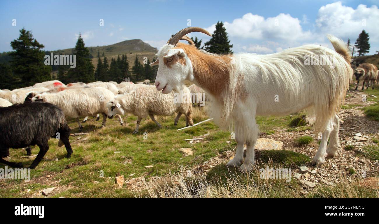 herd of sheep in alps dolomites mountains, ovis aries, sheep is typical farm animal on mountains Stock Photo