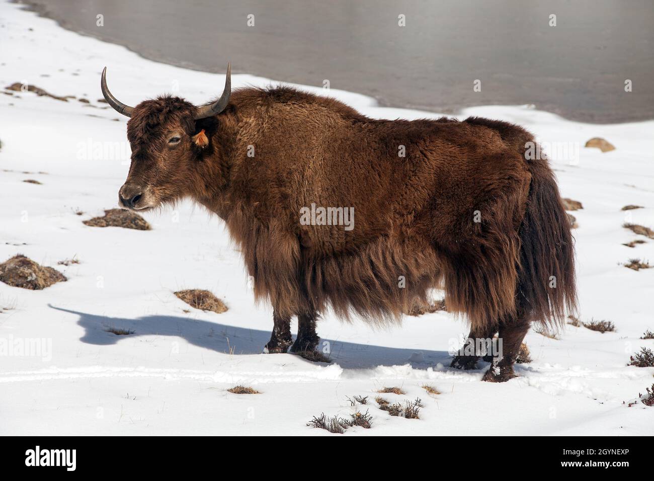 Brown yak on snow background in Annapurna Area near Ice lake, Nepal Stock Photo