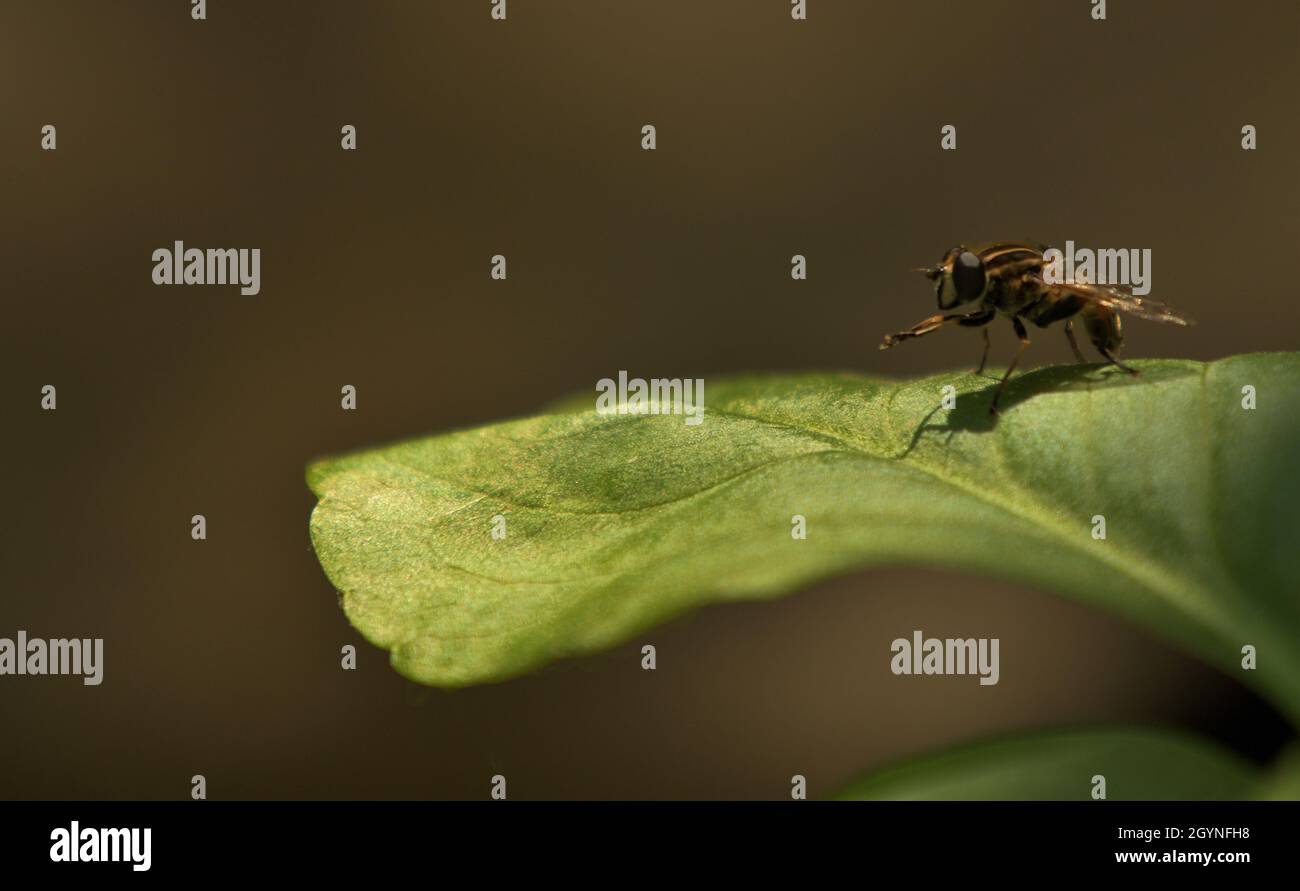 The Fly on a plant leaf Stock Photo