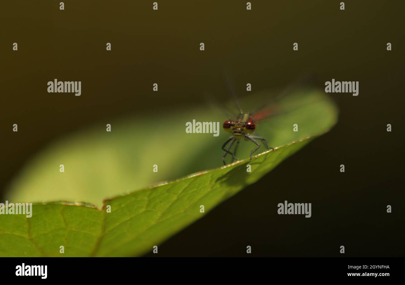 dragonfly sit on a plant lea Stock Photo