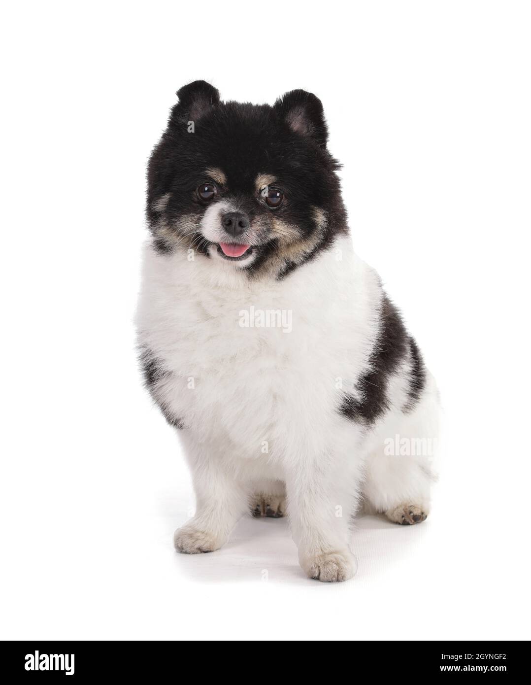 Portrait of a black and white dwarf Pomeranian on white background Stock Photo