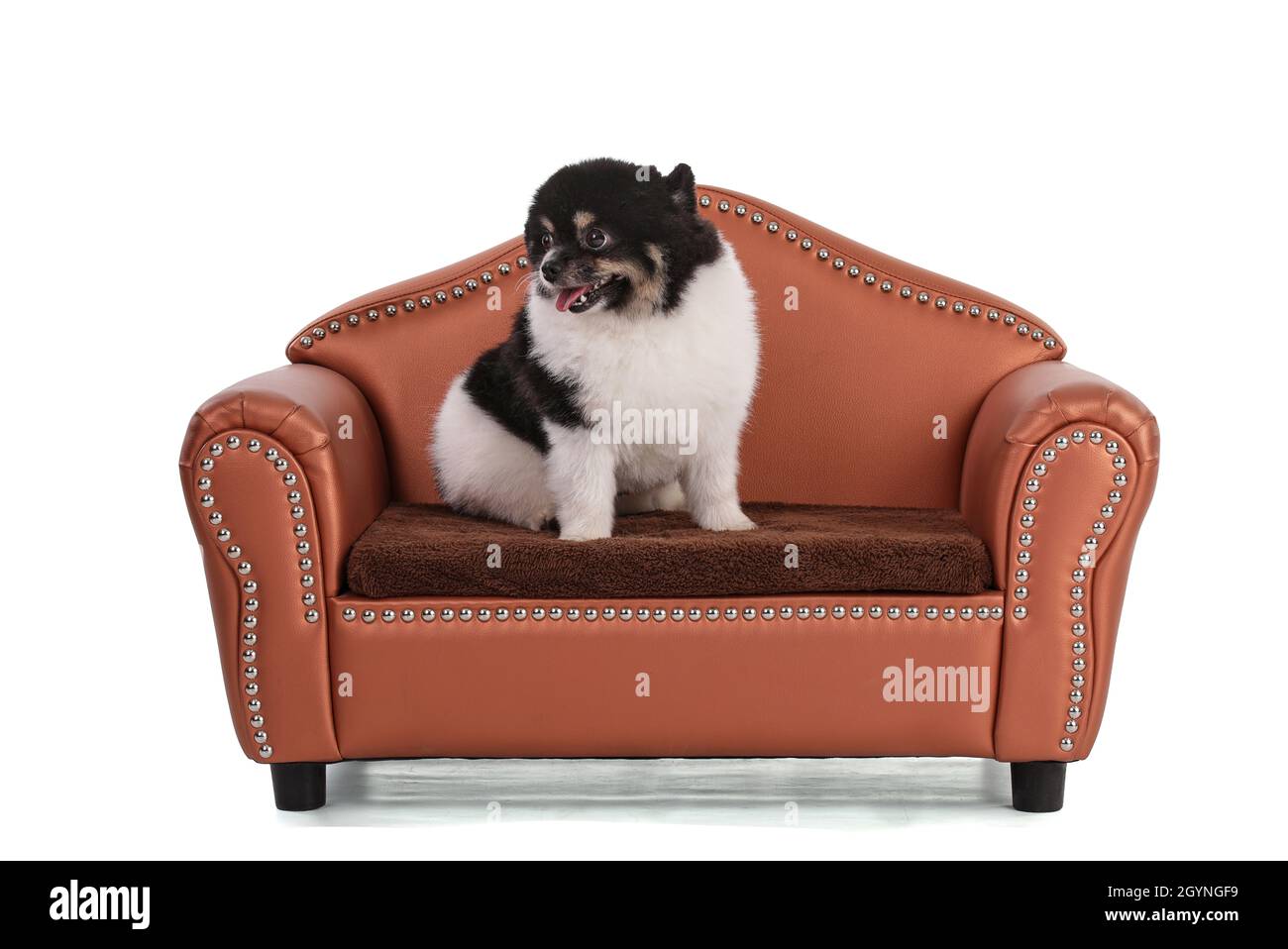Portrait of a black and white dwarf Pomeranian on white background Stock Photo