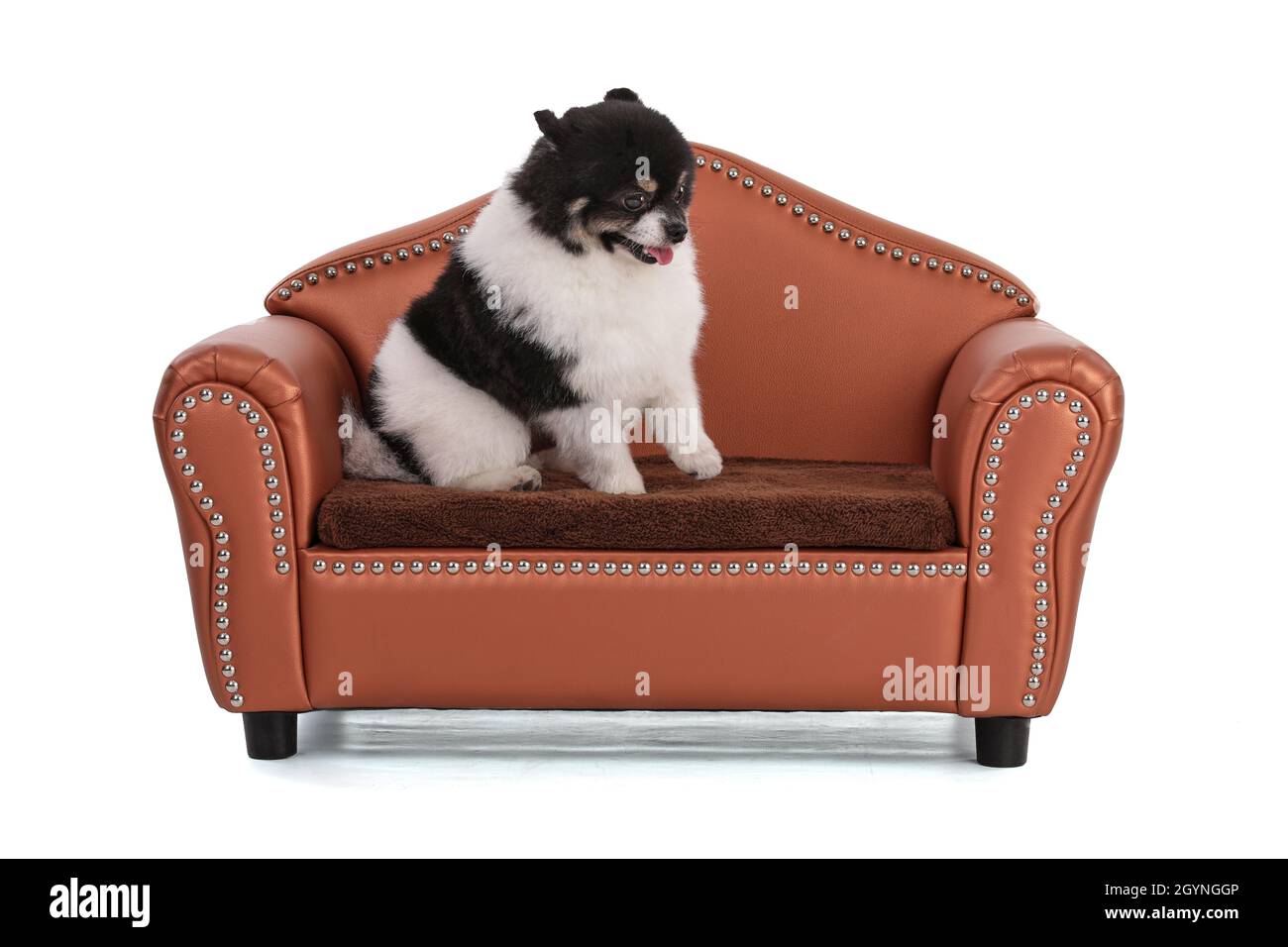 Portrait of a black and white dwarf Pomeranian on white background Stock Photo