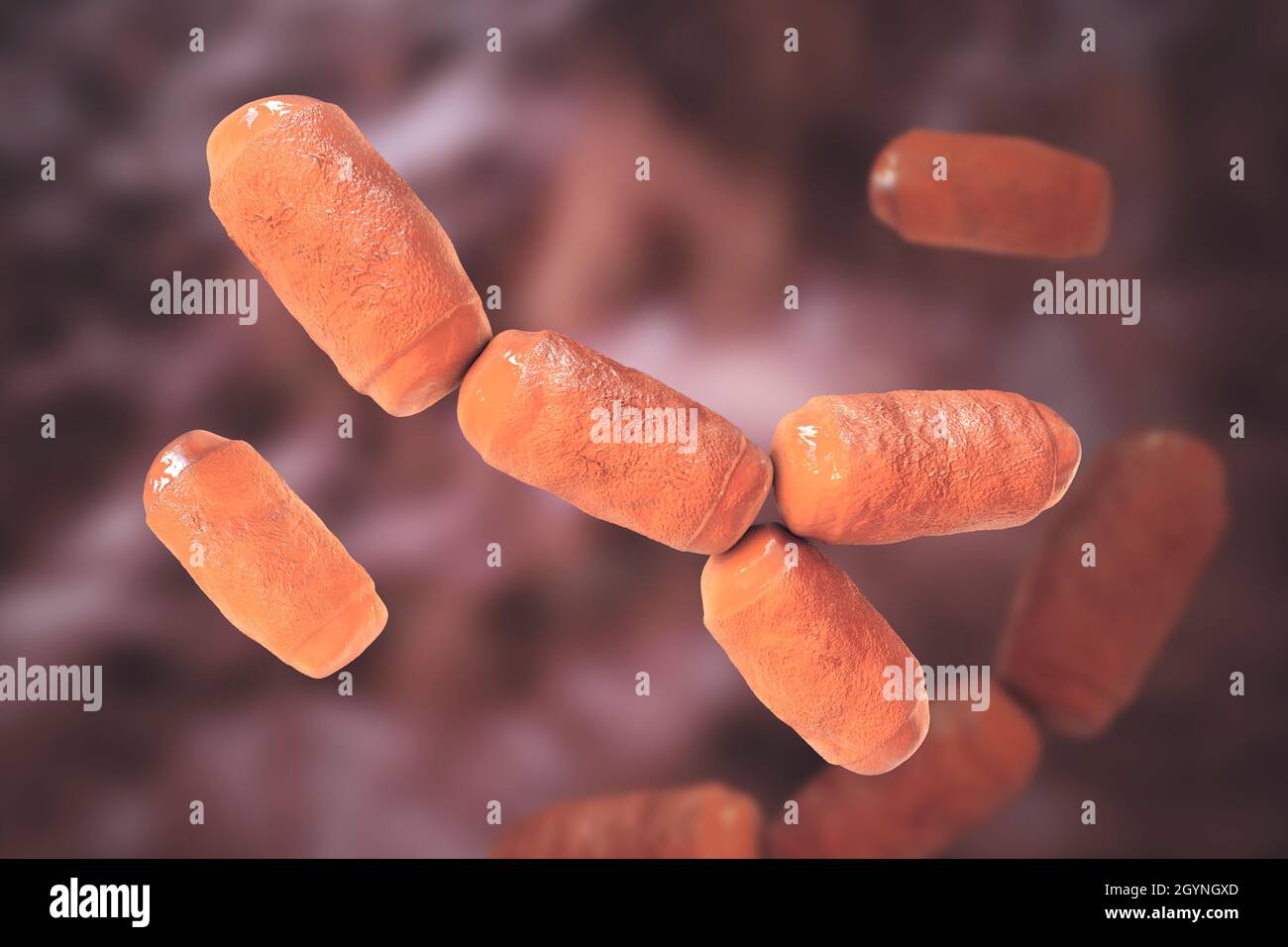 Intestine archaea Methanobrevibacter smithii, illustration Stock Photo