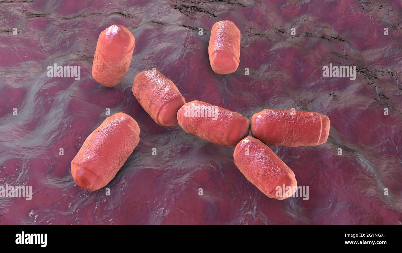 Intestine archaea Methanobrevibacter smithii, illustration Stock Photo