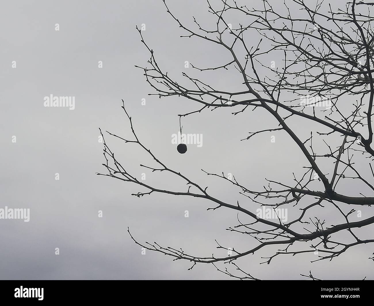 Low angle shot of branches of the tree with a snowy and cloudy sky ...