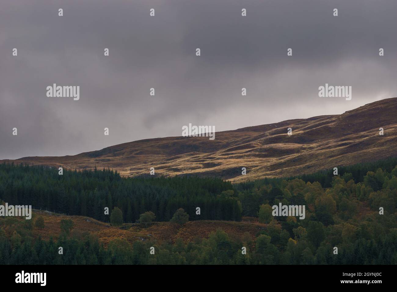 Detail of scottish landscape with forest on hill side in autumn under a cloudy sky, Scotland Stock Photo